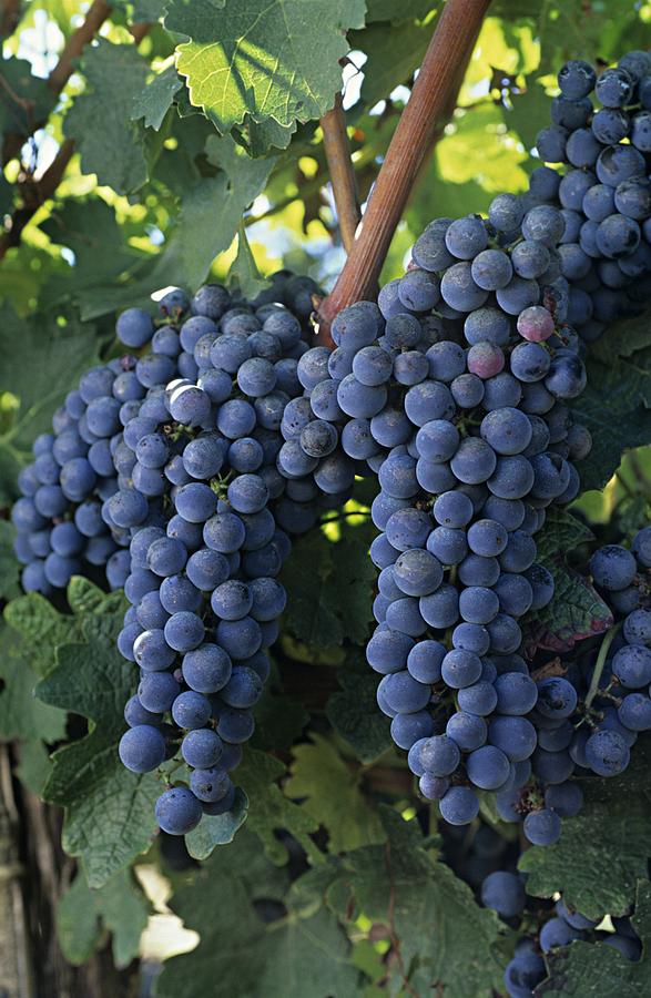 Cabernet sauvignon grapes Photograph by Image Source