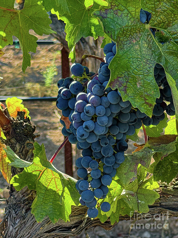 Cabernet Sauvignon Grapes on the Vine Photograph by Leslie Brashear