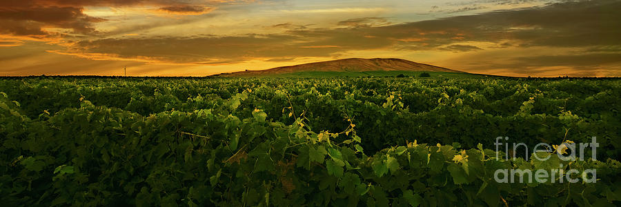 Cabernet Sauvignon Panorama #1 Photograph by William Meeuwsen - Fine