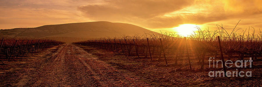 Cabernet Sauvignon Sunrise Photograph by William Meeuwsen - Fine Art