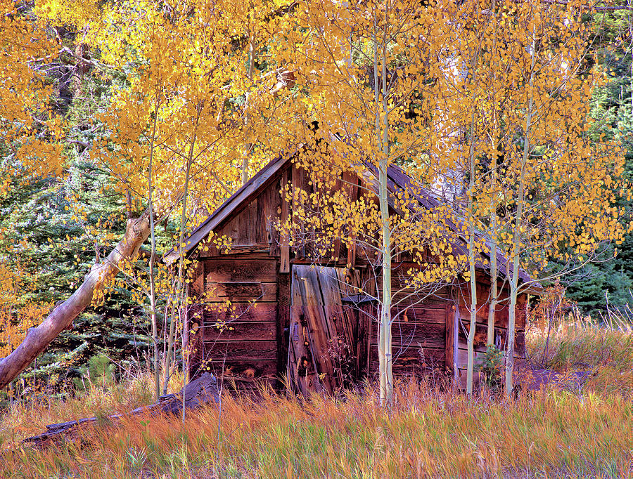 Cabin in the Forest Photograph by Bob Falcone