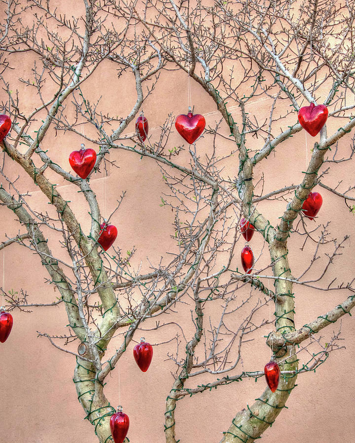 Cabo Heart Tree Digital Art By Jules Follett Pixels 0599