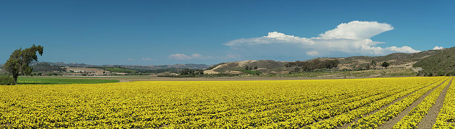 Cabrillo Highway Marigolds - Gaviota, CA - L203 Photograph by Bruce McFarland
