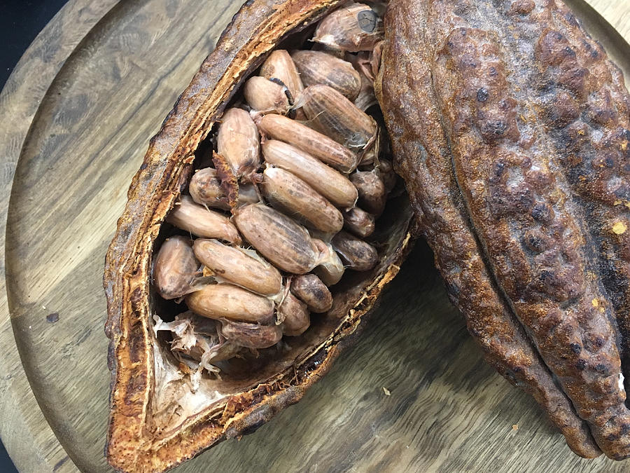 Cacao beans in a cacao pod Photograph by Eriko Tsukamoto