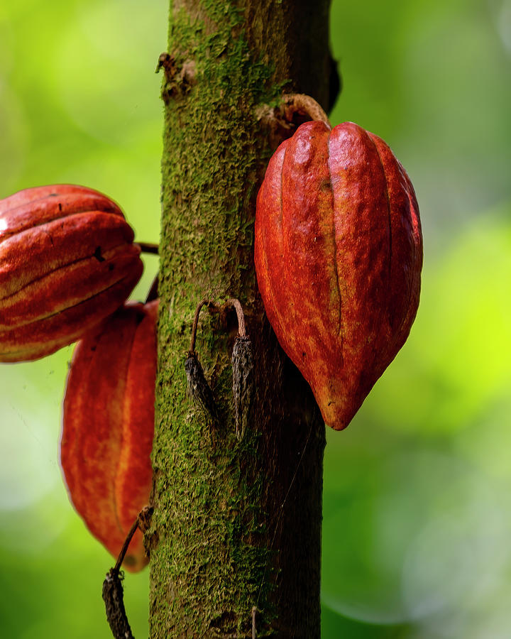 Cacao Tree Photograph by John Durham Pixels