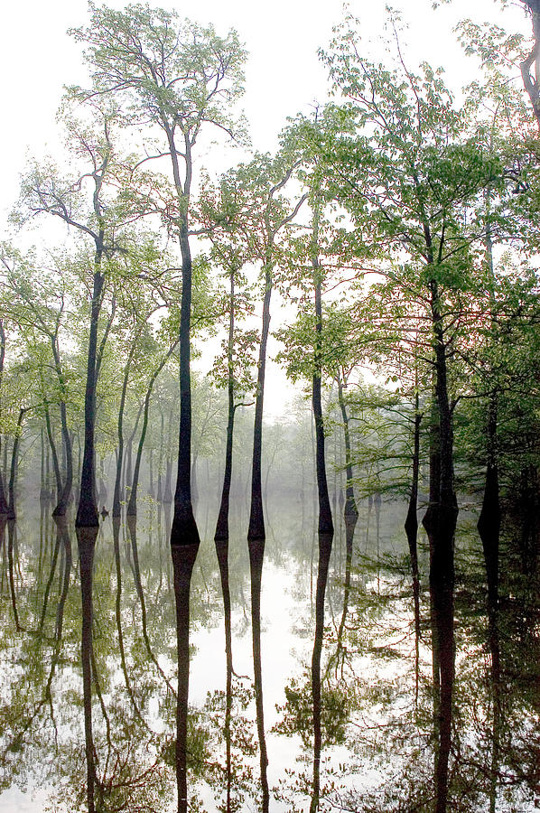 Cache River Tupelo Trees Photograph by James C Richardson