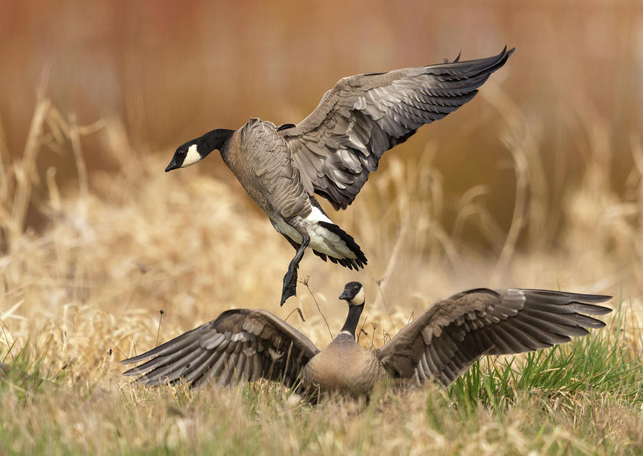 Cackling Geese Landing Photograph by Angie Vogel