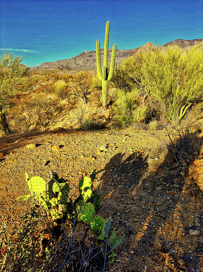 Cacti and Mount Lemmon, Tucson Arizona Photograph by Chance Kafka