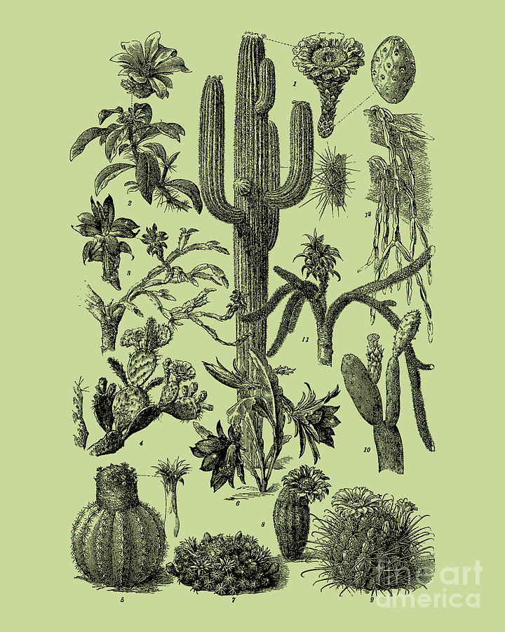 Vintage Digital Art - Cacti and succulent chart by Madame Memento