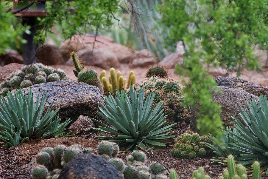 Cacti and Succulents Photograph by Sonja Jones - Fine Art America