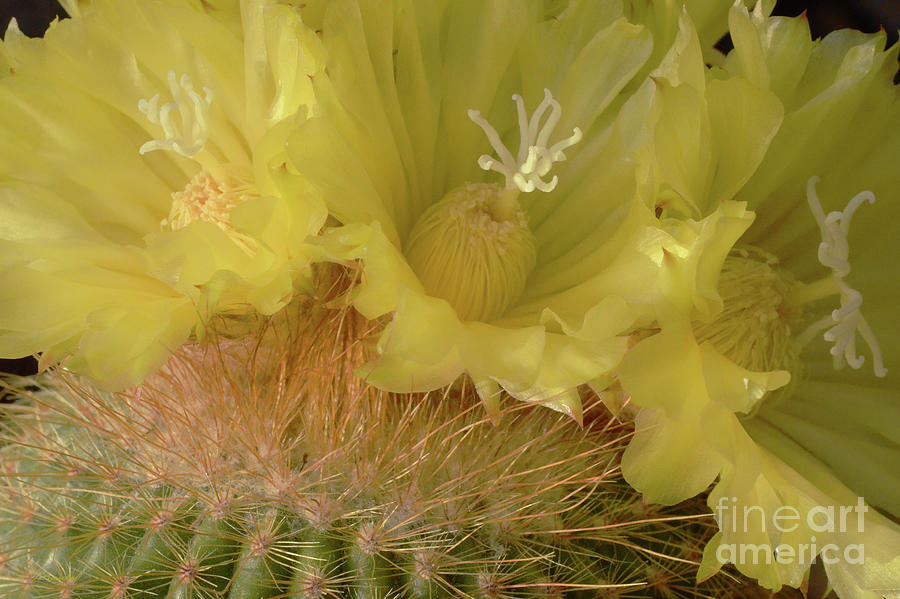 Cacti  Beauty Photograph