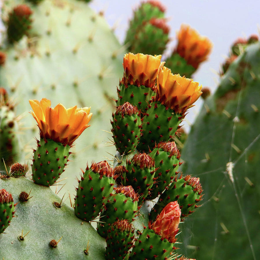 Cacti Blooms Photograph by Perry Hoffman