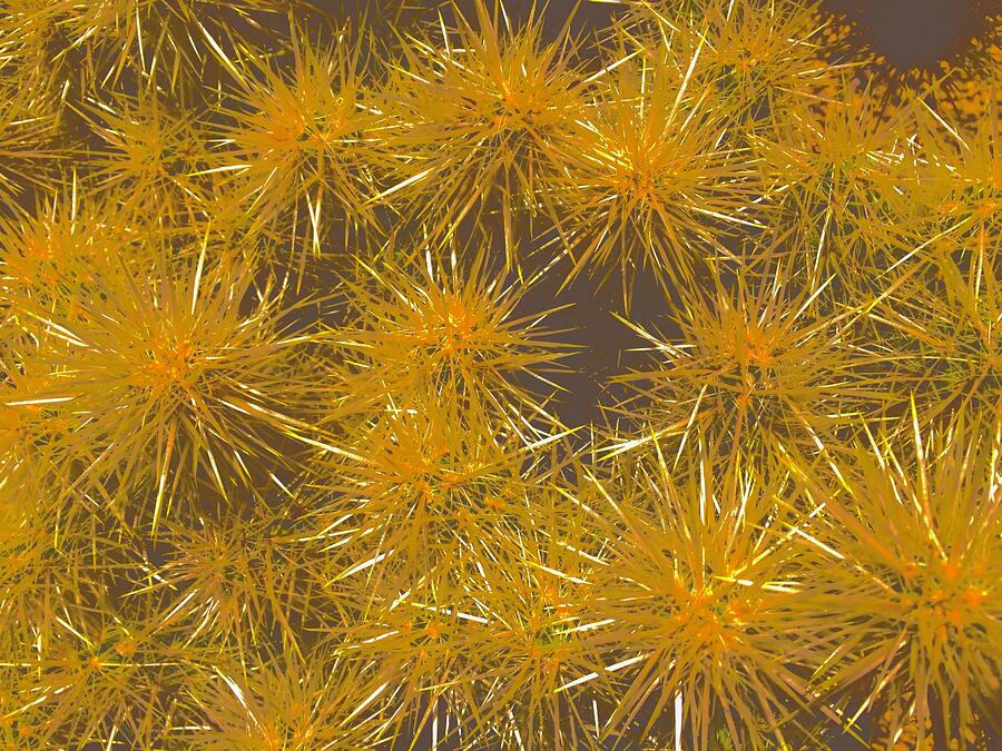 Cacti Photograph by Brandon Strellis Cacti Photograph by Brandon Strellis