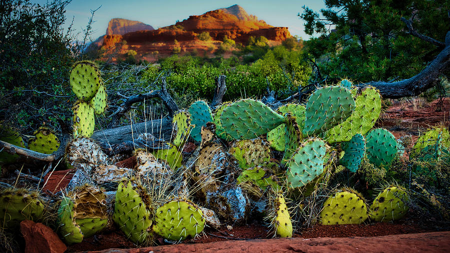 Nature Photograph - Cacti by the Fallen Tree - Sedona - Arizona by Stuart Litoff