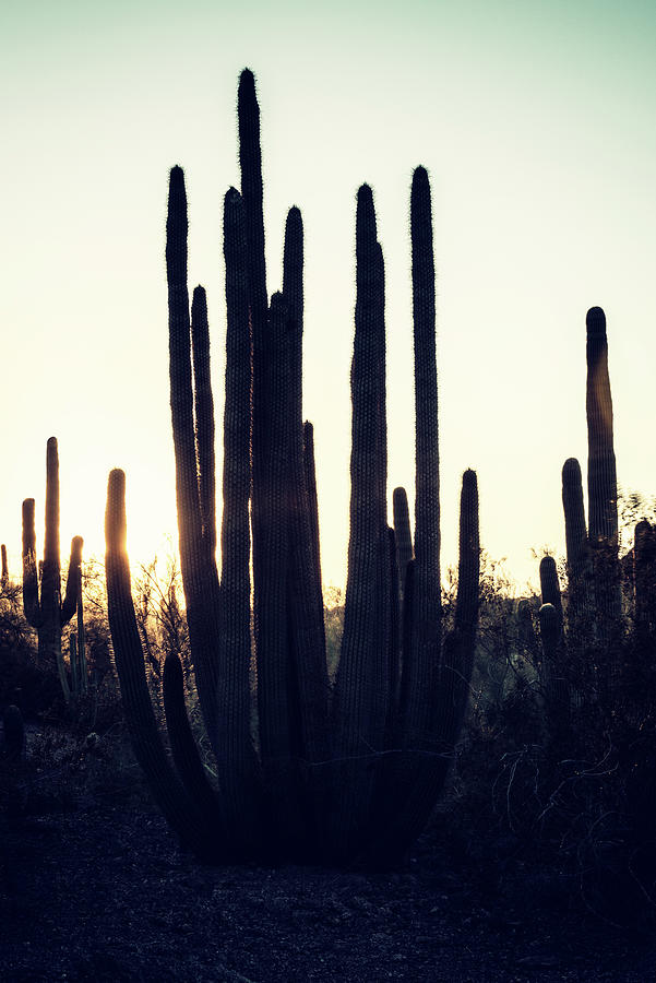 Cacti Cactus Collection - Against the light II Photograph by Philippe HUGONNARD