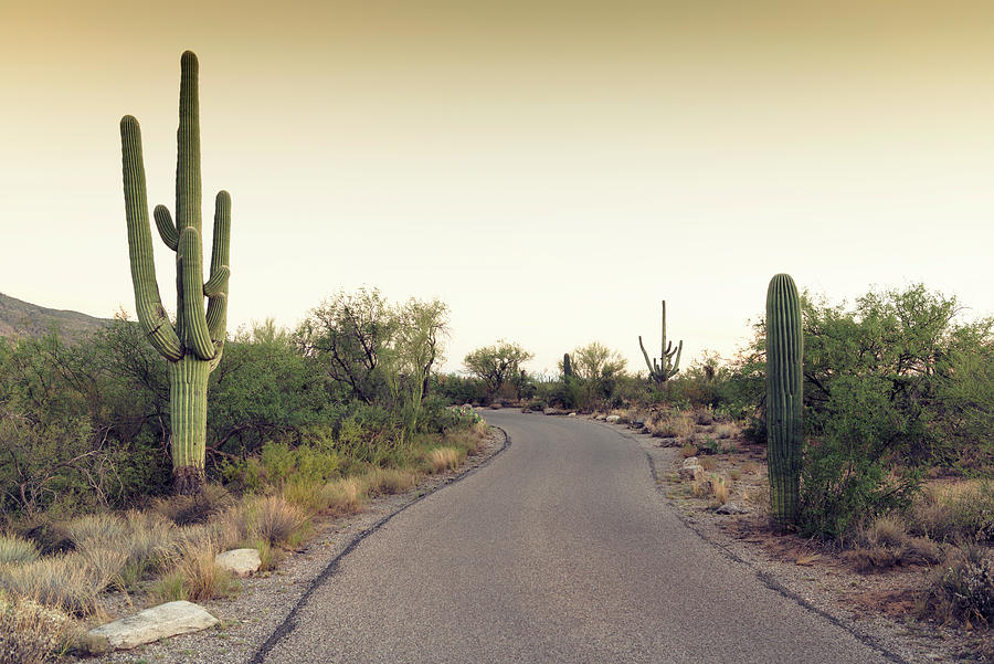 Cacti Cactus Collection - At the end of the road Photograph by Philippe HUGONNARD
