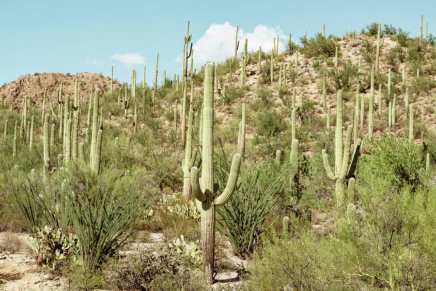 Cacti Cactus Collection - Cactus Desert Hill  Photograph by Philippe HUGONNARD