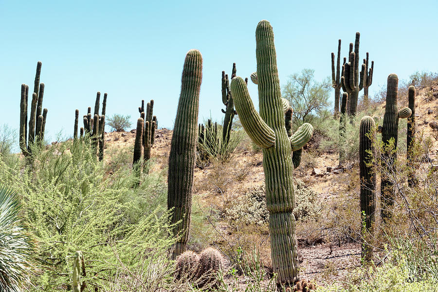 Cacti Cactus Collection - Cactus Desert  Photograph by Philippe HUGONNARD