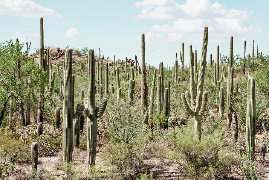 Cacti Cactus Collection - Cactus Forest Photograph by Philippe HUGONNARD