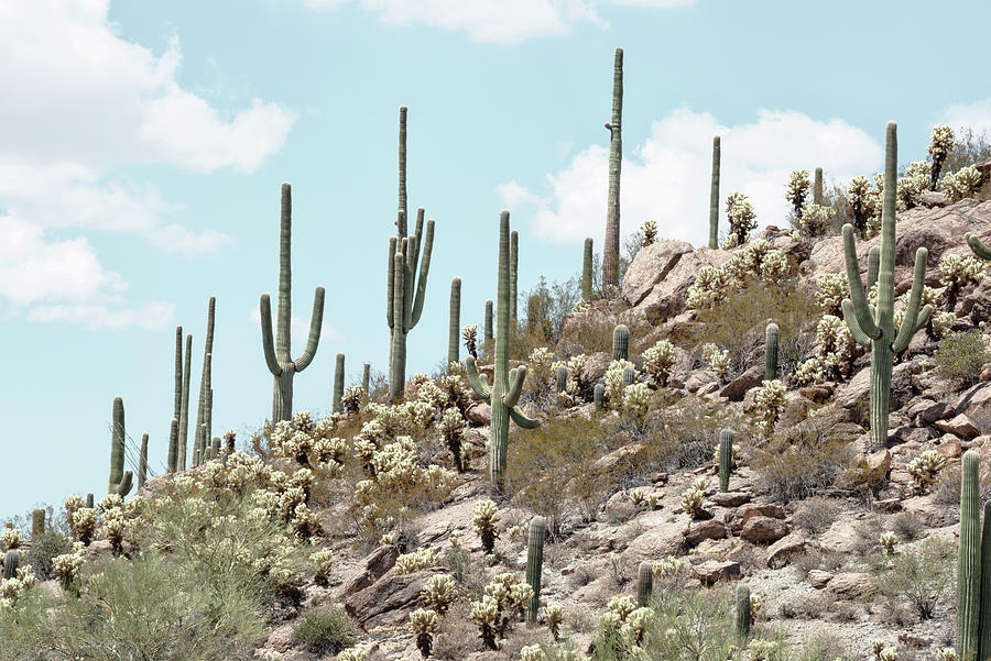 Cacti Cactus Collection - Cactus Valley Photograph by Philippe HUGONNARD
