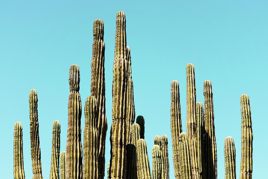 Cacti Cactus Collection - Desert Cactus Photograph by Philippe HUGONNARD