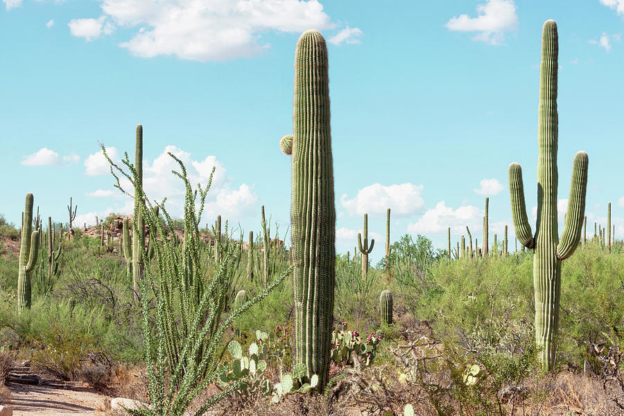 Cacti Cactus Collection - Desert Garden Photograph by Philippe HUGONNARD