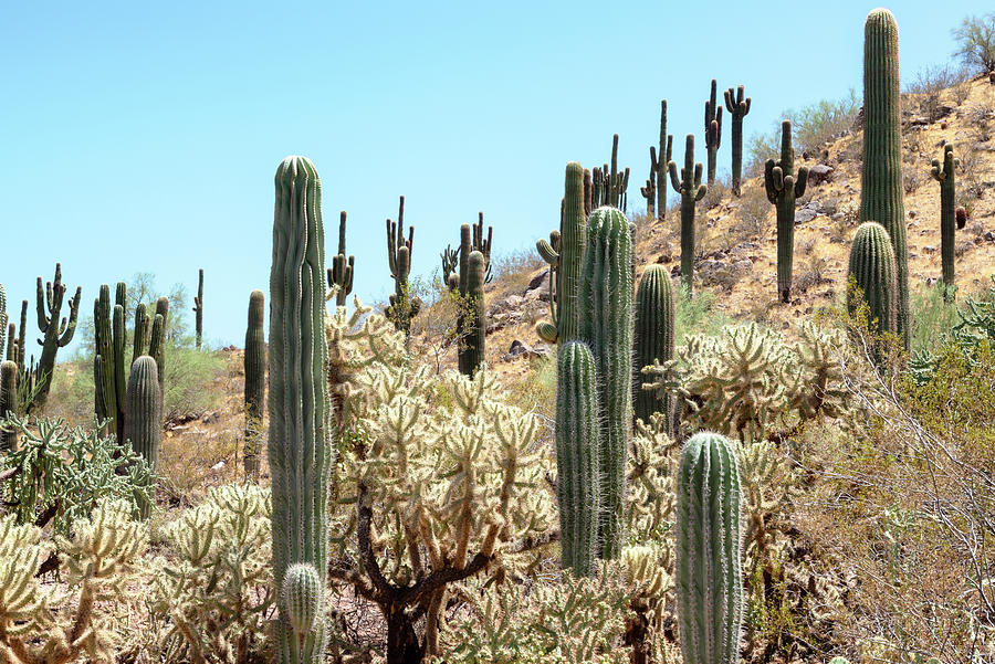 Cacti Cactus Collection - Desert Hill Cacti Photograph by Philippe HUGONNARD