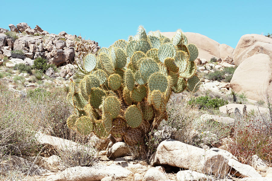 Cacti Cactus Collection - Desert Hill Photograph by Philippe HUGONNARD