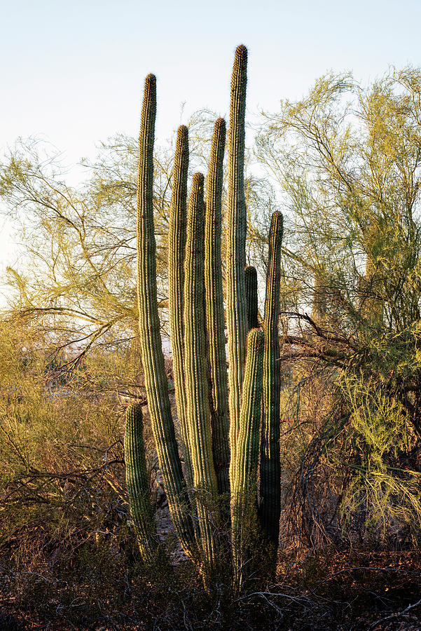 Cacti Cactus Collection - Desert Nature Photograph by Philippe HUGONNARD
