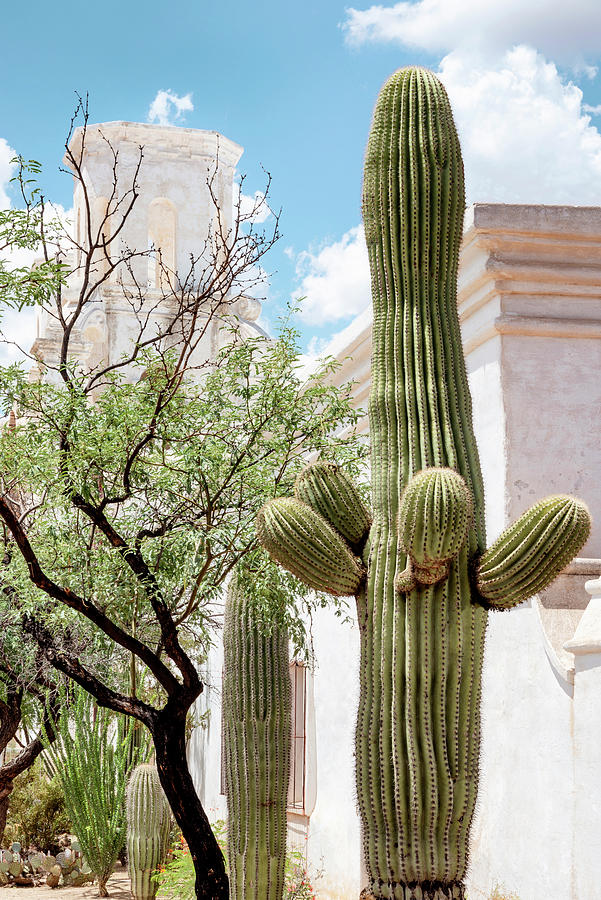 Cacti Cactus Collection - Giant Cactus Tucson Photograph by Philippe HUGONNARD
