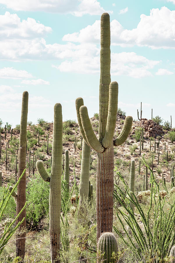Cacti Cactus Collection - Healthy Saguaro Photograph by Philippe HUGONNARD