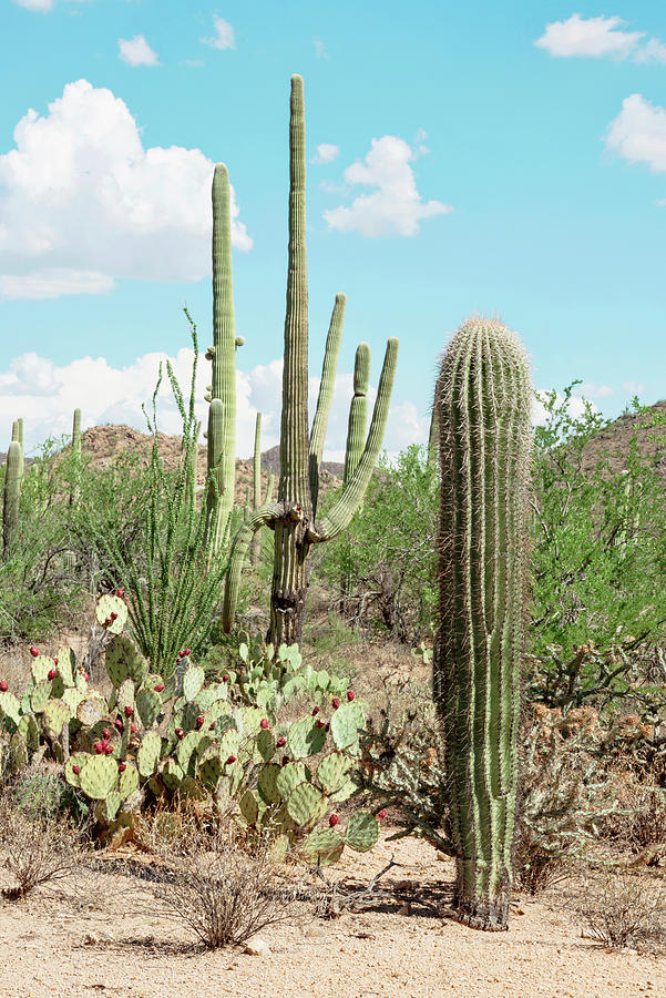 Cacti Cactus Collection - In the middle of the desert I Photograph by Philippe HUGONNARD