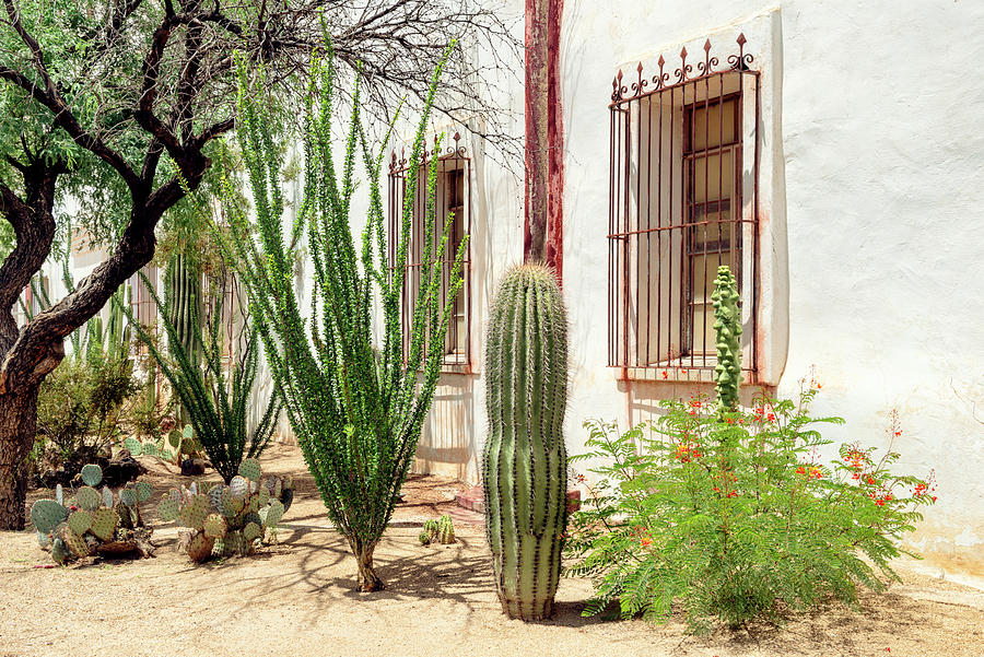 Cacti Cactus Collection - Mexican Vibes Photograph by Philippe HUGONNARD