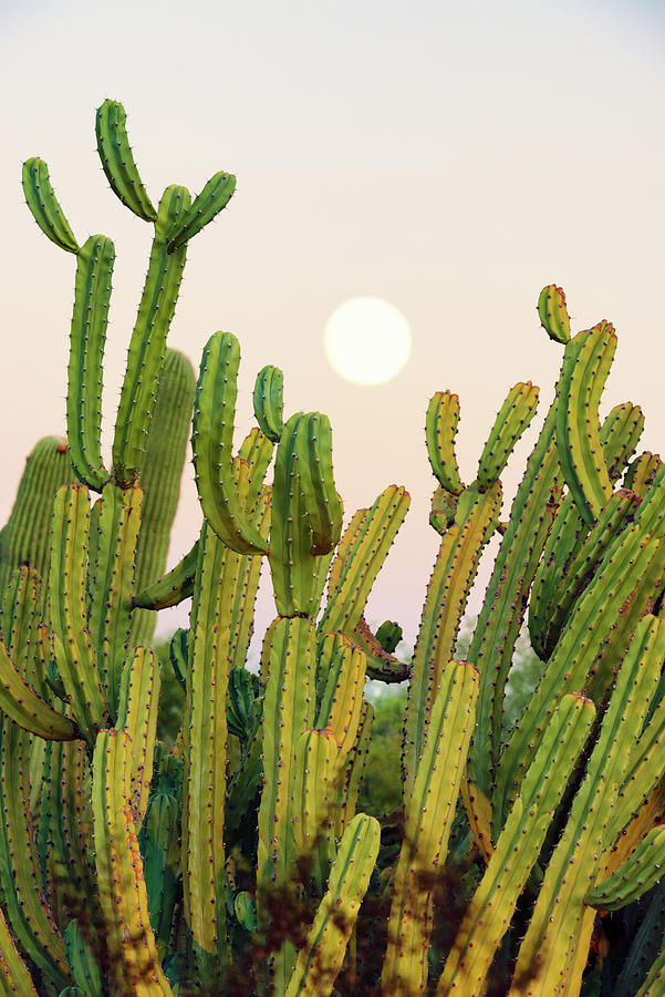Cacti Cactus Collection - Moon Sunset Photograph by Philippe HUGONNARD