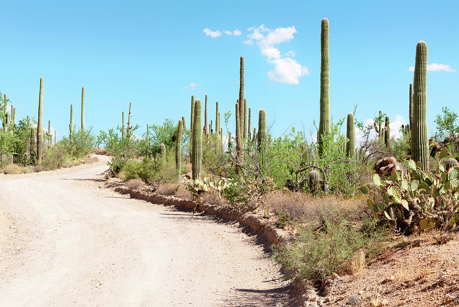 Cacti Cactus Collection - On the desert path Photograph by Philippe HUGONNARD