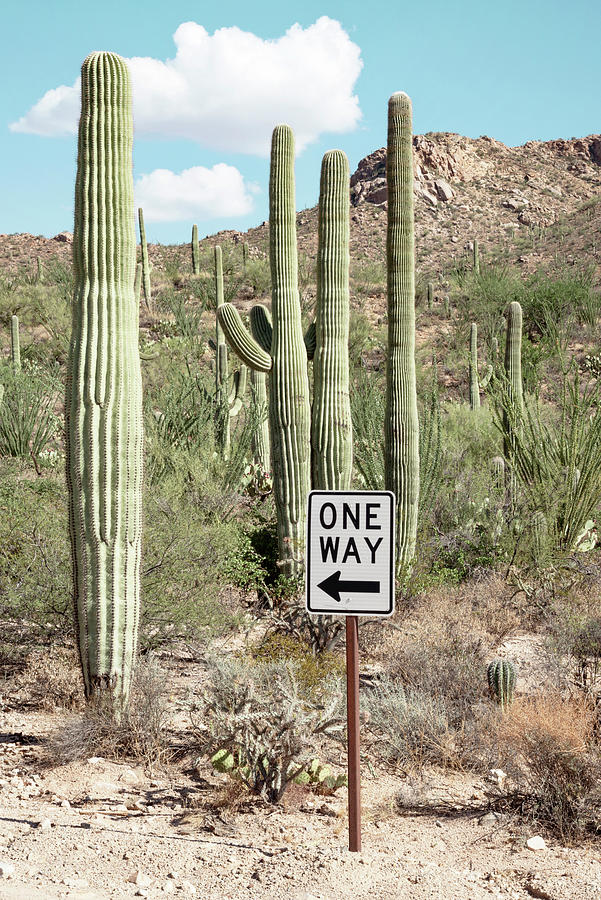 Cacti Cactus Collection - One Way Photograph by Philippe HUGONNARD