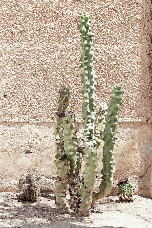 Cacti Cactus Collection - Pastel Cactus I Photograph by Philippe HUGONNARD