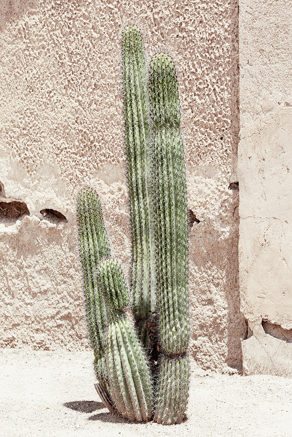 Cacti Cactus Collection - Pastel Cactus II Photograph by Philippe HUGONNARD