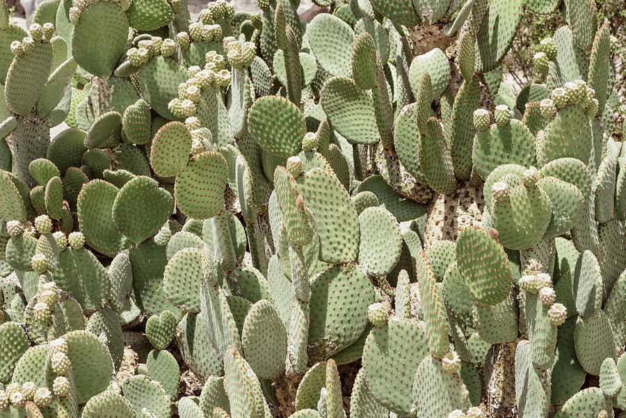 Cacti Cactus Collection - Pickled Nopales Photograph by Philippe ...