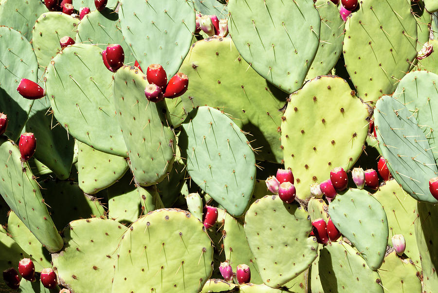 Cacti Cactus Collection - Prickly Pear Photograph by Philippe HUGONNARD