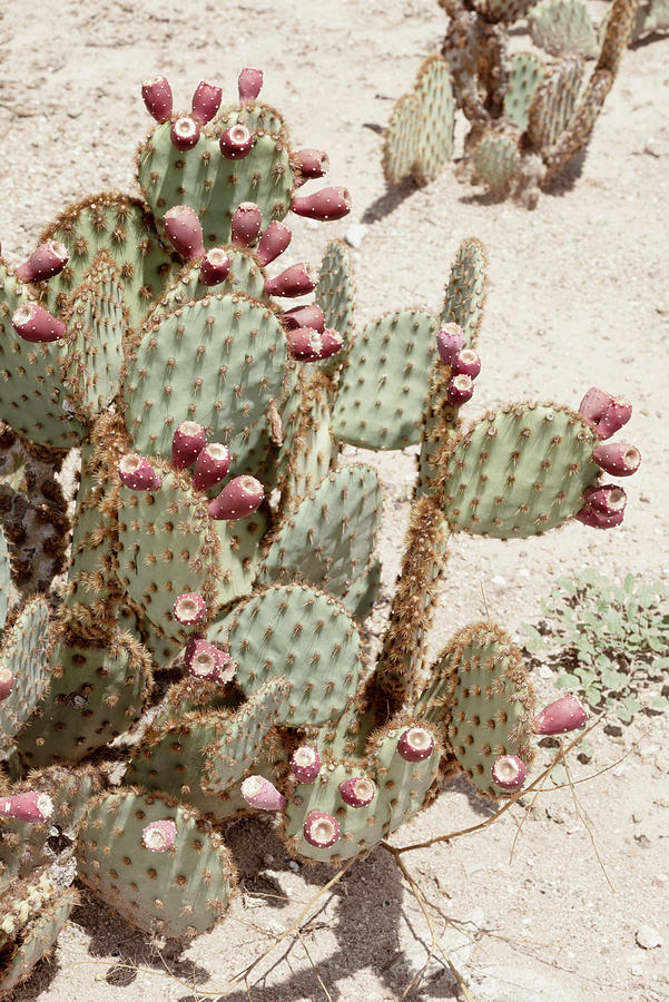 Cacti Cactus Collection - Prickly Pears Photograph by Philippe HUGONNARD