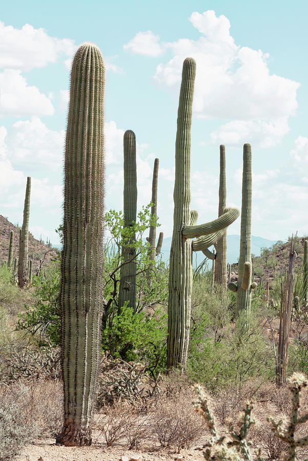 Cacti Cactus Collection - Saguaro Cacti Photograph by Philippe HUGONNARD