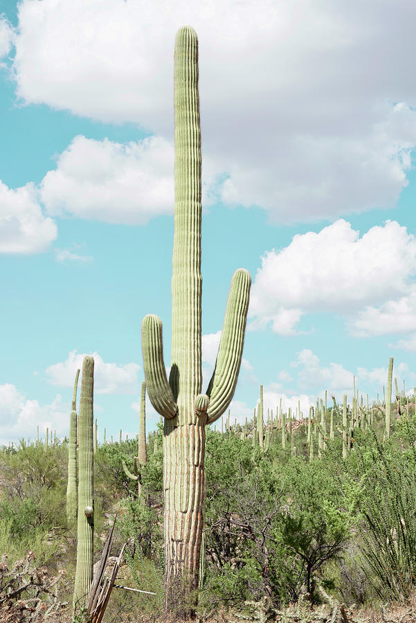 Cacti Cactus Collection - Saguaro Cactus Desert Photograph by Philippe HUGONNARD