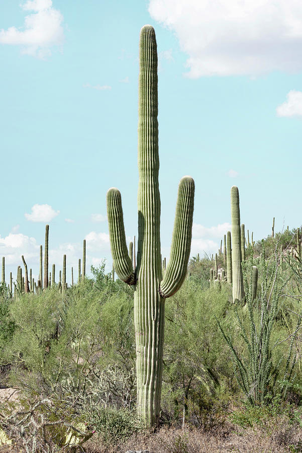 Cacti Cactus Collection - Saguaro Cactus Photograph by Philippe HUGONNARD