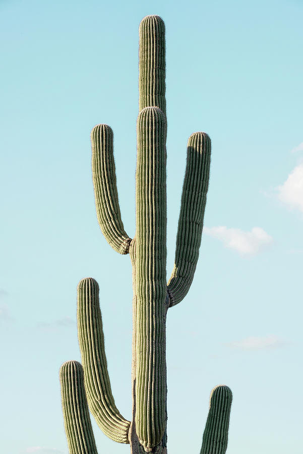 Cacti Cactus Collection - The Cactus Photograph by Philippe HUGONNARD