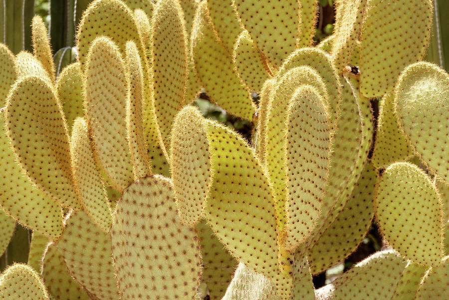 Cacti Cactus Collection - Yellow Nopal Photograph by Philippe HUGONNARD
