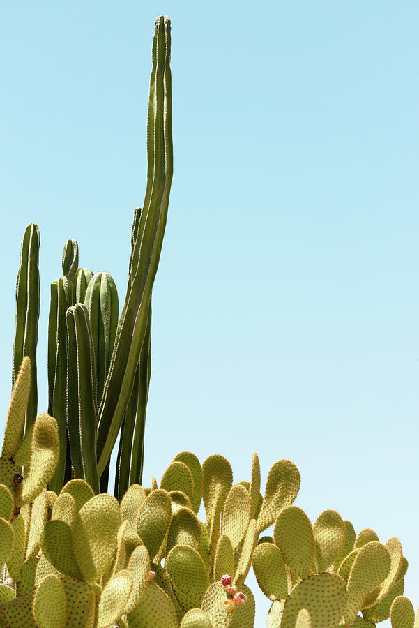 Cacti Cactus Collection - Yellow Opuntia Photograph by Philippe HUGONNARD
