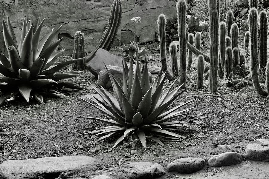 Cacti Photograph