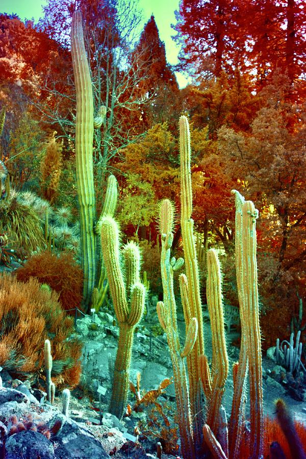 Cacti Heaven Photograph by Donna Crosby