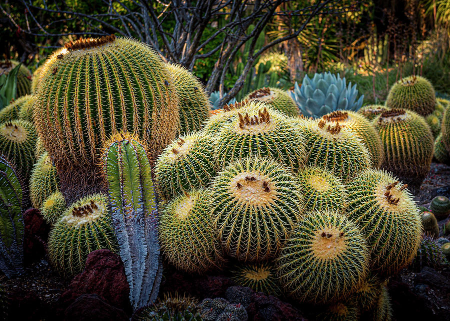 Cacti IV Photograph by Dennis Douglas - Fine Art America